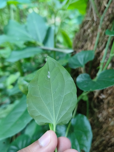 Piper longum, photograph 3