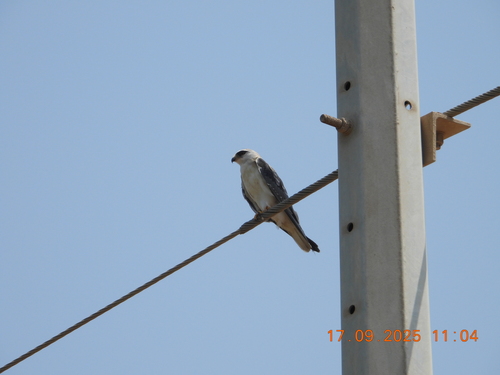Asian Black-winged Kite