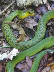 Drymobius chloroticus