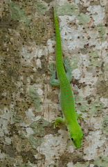 Phelsuma kochi