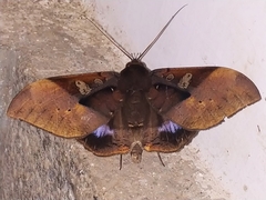 Ischyja manlia