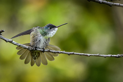Saucerottia cyanocephala