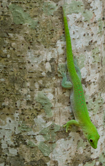 Phelsuma kochi