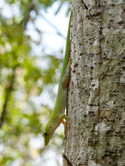 Phelsuma kochi