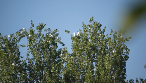 Western Cattle-Egret