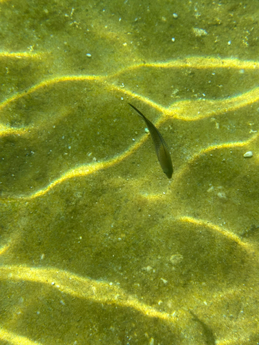 Chromis chromis
