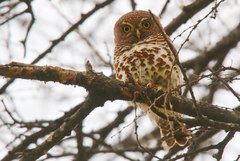 Glaucidium capense