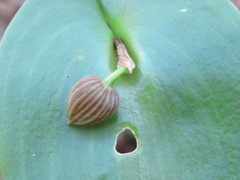 Pleurothallis cardiothallis