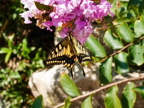 Old World Swallowtail