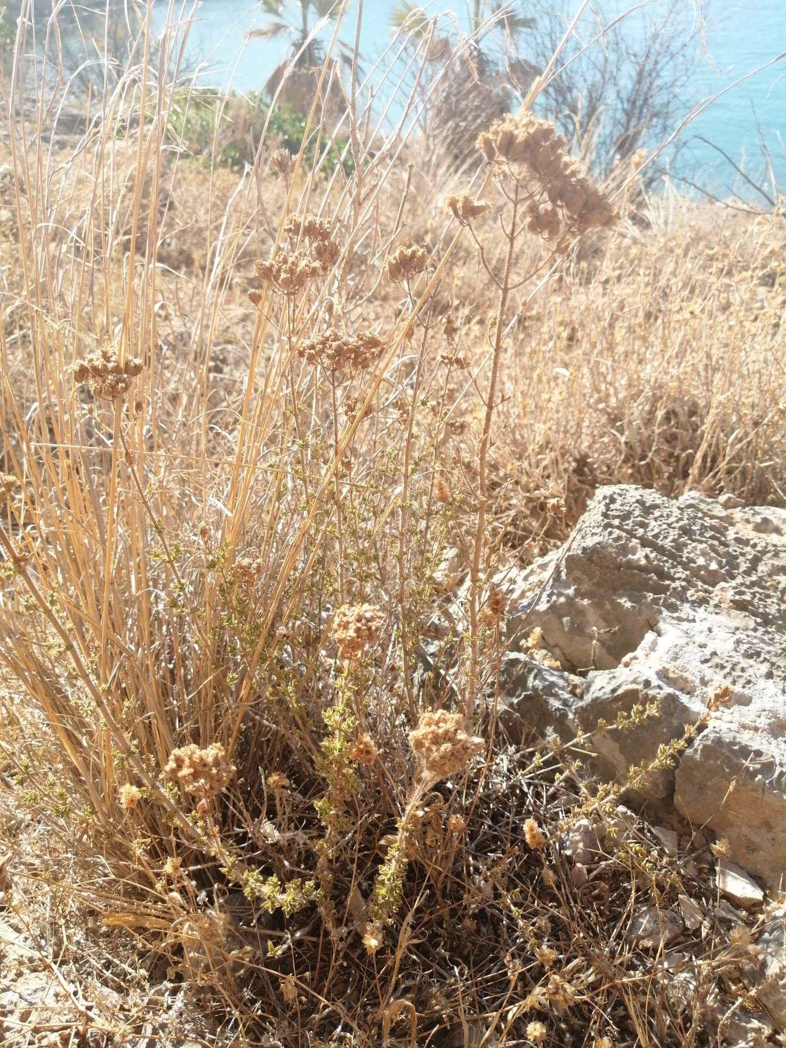 Pot Marjoram (Origanum onites)