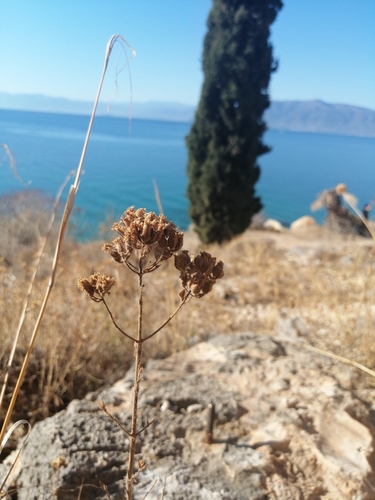 Origanum onites, photograph 6