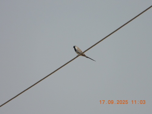 Namaqua Dove