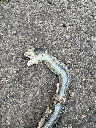 Common Tree Snake sighting