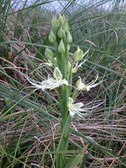 Habenaria gourlieana