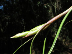 Tillandsia butzii