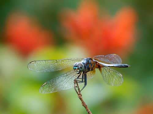 Oriental Blue Dasher photo 4