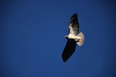 Buteo jamaicensis fuertesi