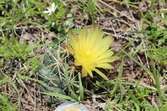 Coryphantha pycnacantha