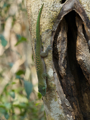 Phelsuma kochi