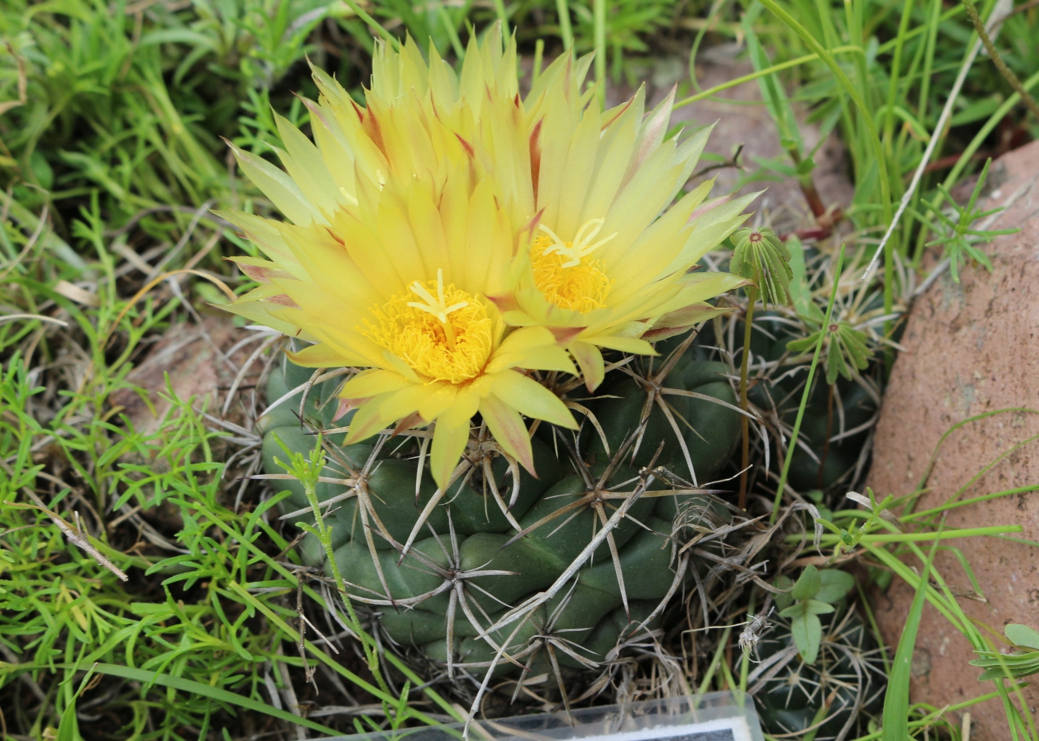 Coryphantha pycnacantha