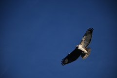 Buteo jamaicensis fuertesi