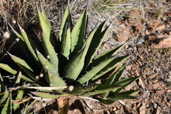 Agave × glomeruliflora