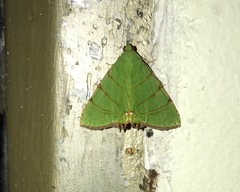 Eulepidotis viridissima