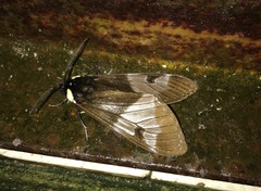 Dysschema marginalis