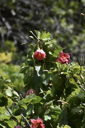 Thespesia grandiflora observed 2025-09-13