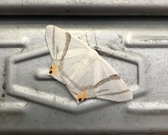 Opisthoxia saturniaria compta