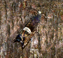 Sereda tautana