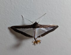 Diaphania hyalinata