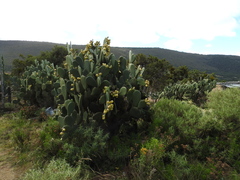 Opuntia amyclaea