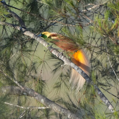 Lesser Bird-of-paradise (Paradisaea minor), photo 5