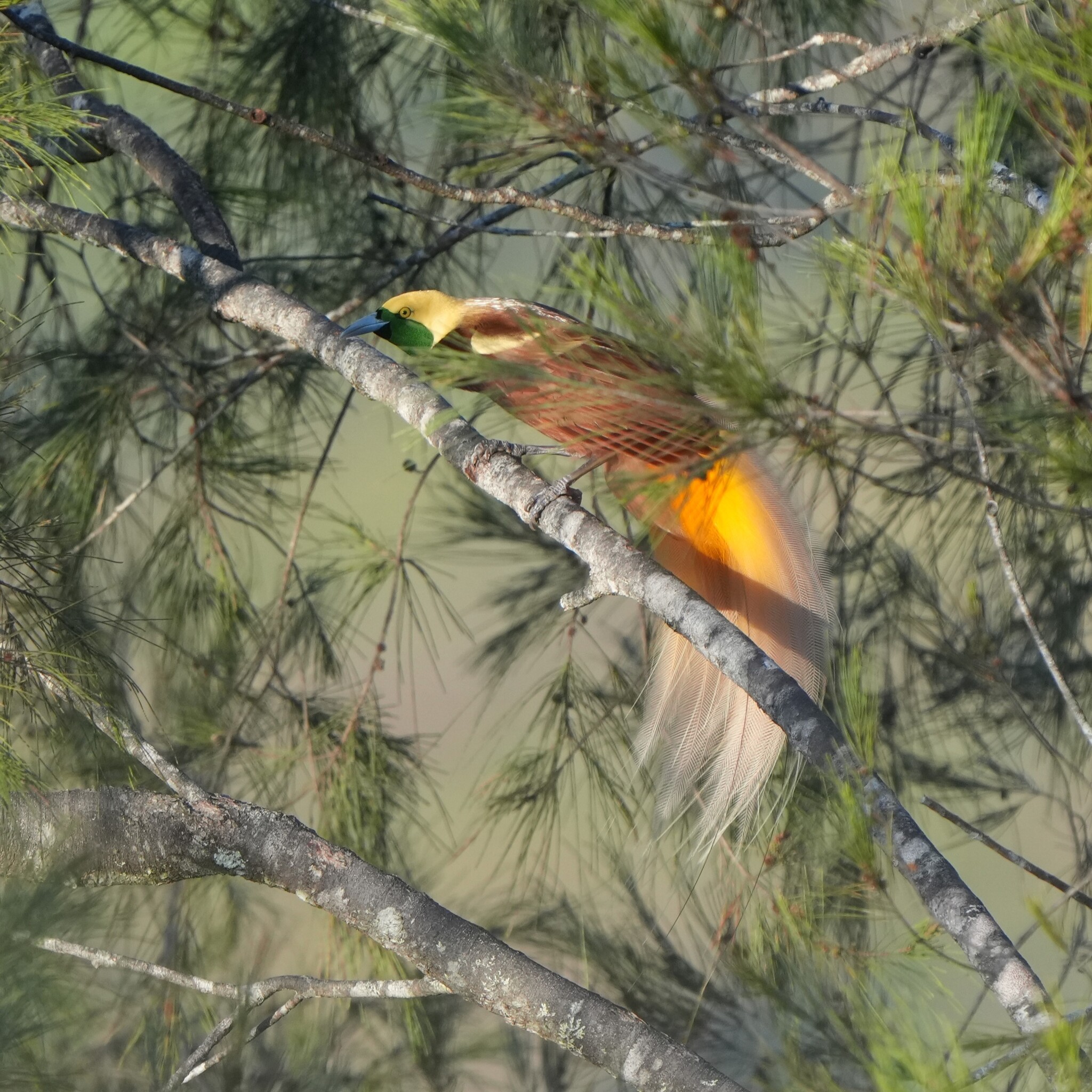 Lesser Bird-of-paradise (Paradisaea minor), photo 5