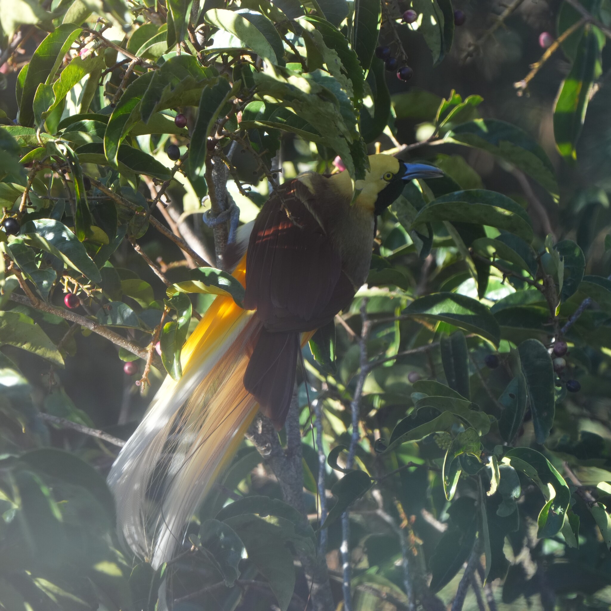 Lesser Bird-of-paradise (Paradisaea minor), photo 4
