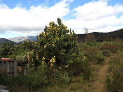 Opuntia amyclaea