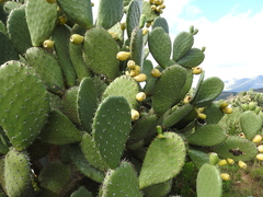 Opuntia amyclaea
