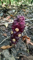 Bdallophytum americanum
