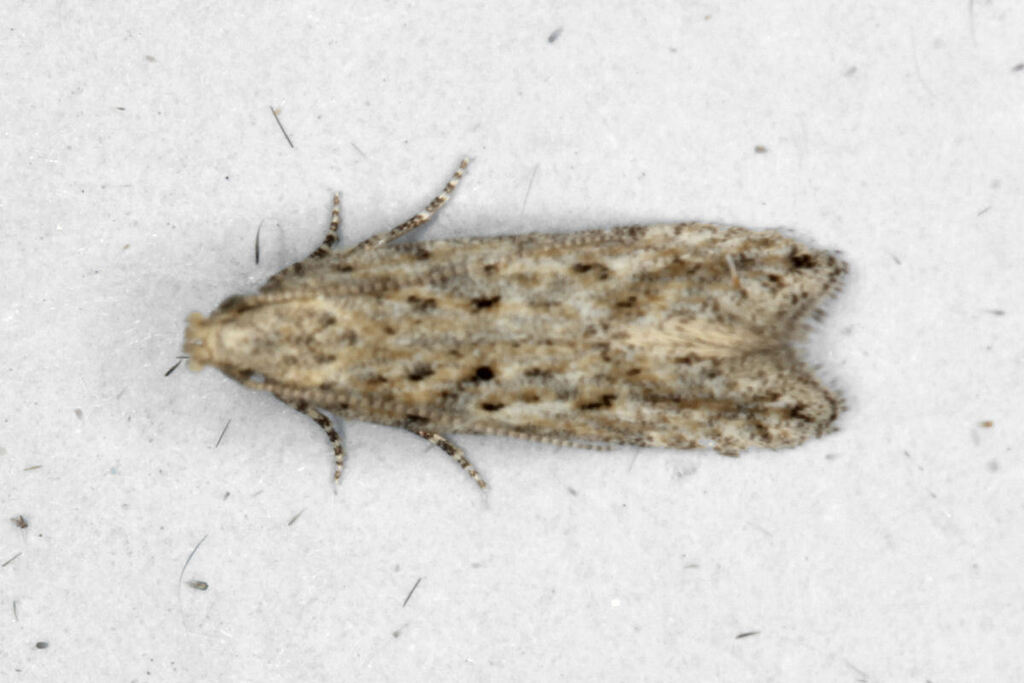 Scrobipalpa halymella