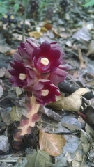 Bdallophytum americanum