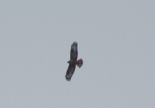 Common Buzzard