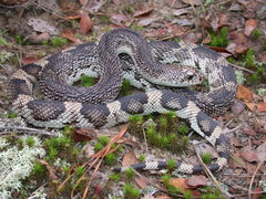Pituophis melanoleucus