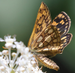 Carterocephalus skada