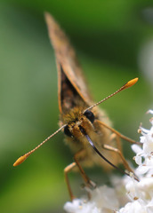 Carterocephalus skada