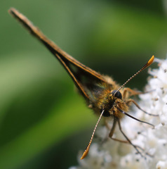 Carterocephalus skada