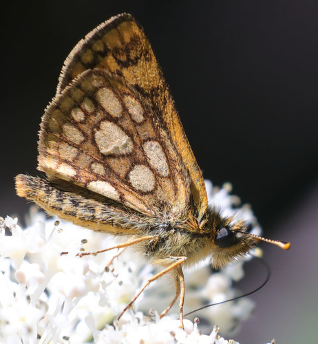 Western Arctic Skipper