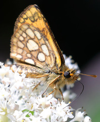 Carterocephalus skada