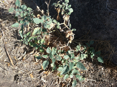 Datura stramonium