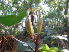 Psilochilus macrophyllus